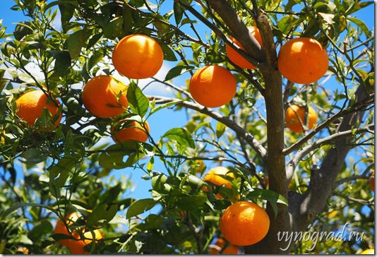 Фото растущих на дереве апельсинов. Ссылка-напоминание, что в прошлом веке город окружало обилие апельсиновых рощ...