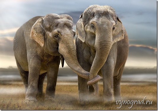 Ссылка-напоминание о ценности Свободы! На фото - Слоны на Свободе!..