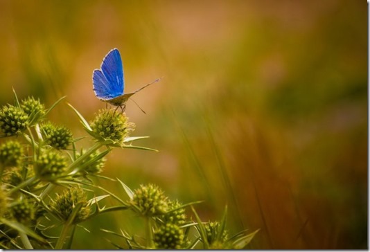 Ссылка этого фото открывает Страницу Поэзии Евгения Евтушенко *Всё начинается с бабочек...